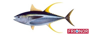 Gelber Thunfisch